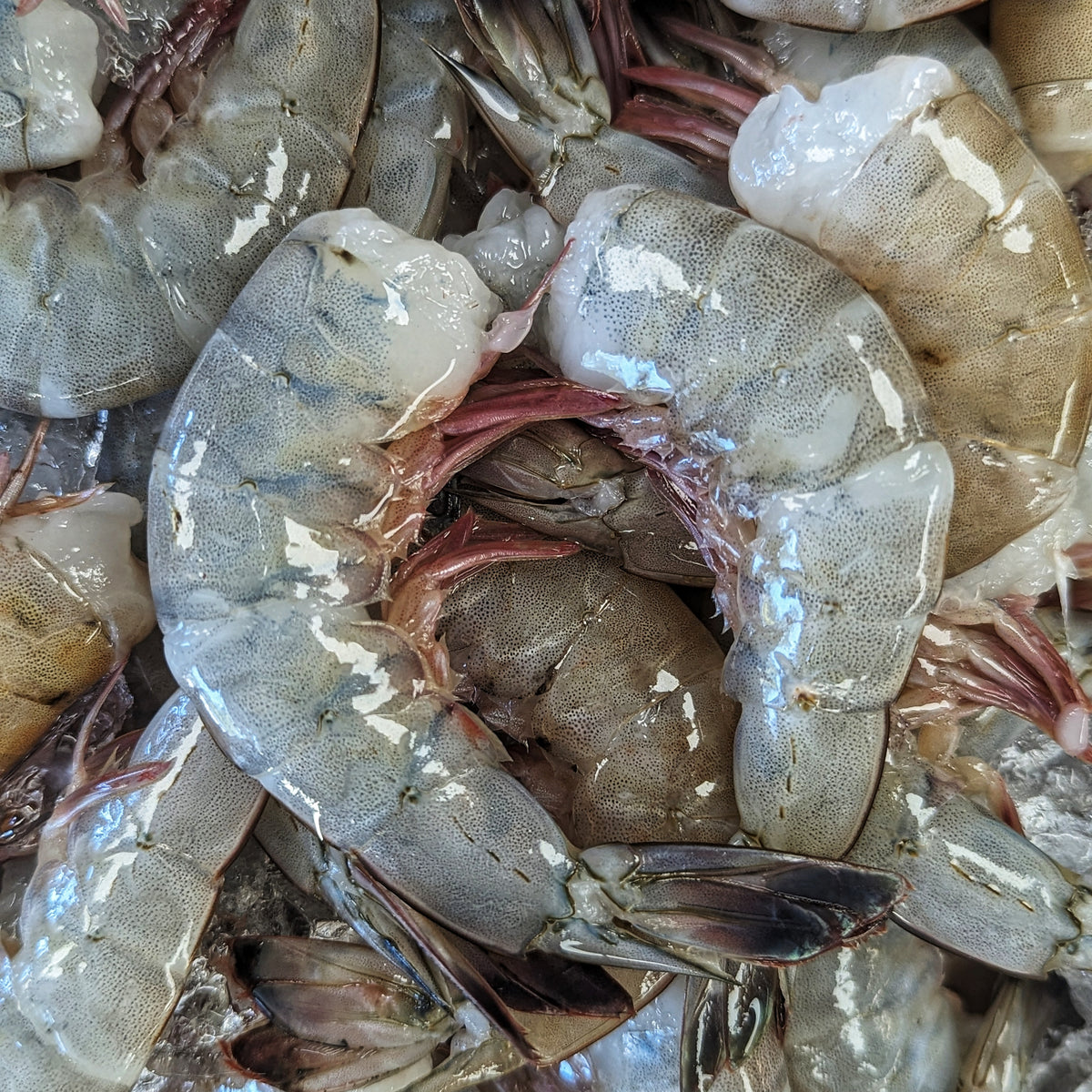 Fresh North Carolina Shrimp – Graham & Rollins, Inc.